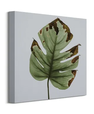 Liść monstery - obraz na płótnie