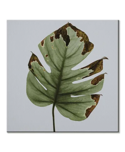 Liść monstery - obraz na płótnie