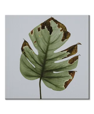 Liść monstery - obraz na płótnie