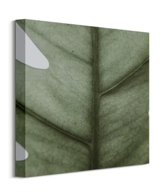 Monstera - obraz na płótnie