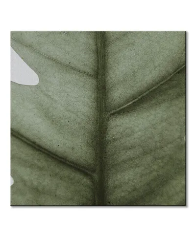 Monstera - obraz na płótnie