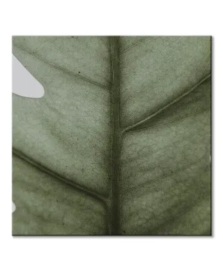 Monstera - obraz na płótnie