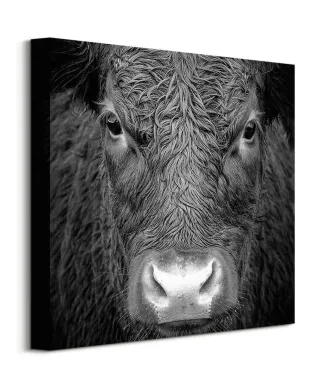 Krowa - obraz na płótnie