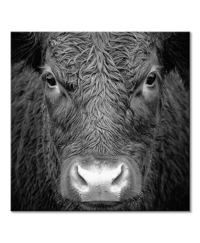 Krowa - obraz na płótnie