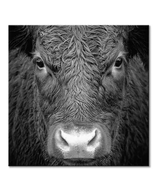 Krowa - obraz na płótnie