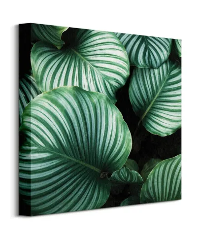 Liście Kalatea Okrągłolistna - obraz na płótnie