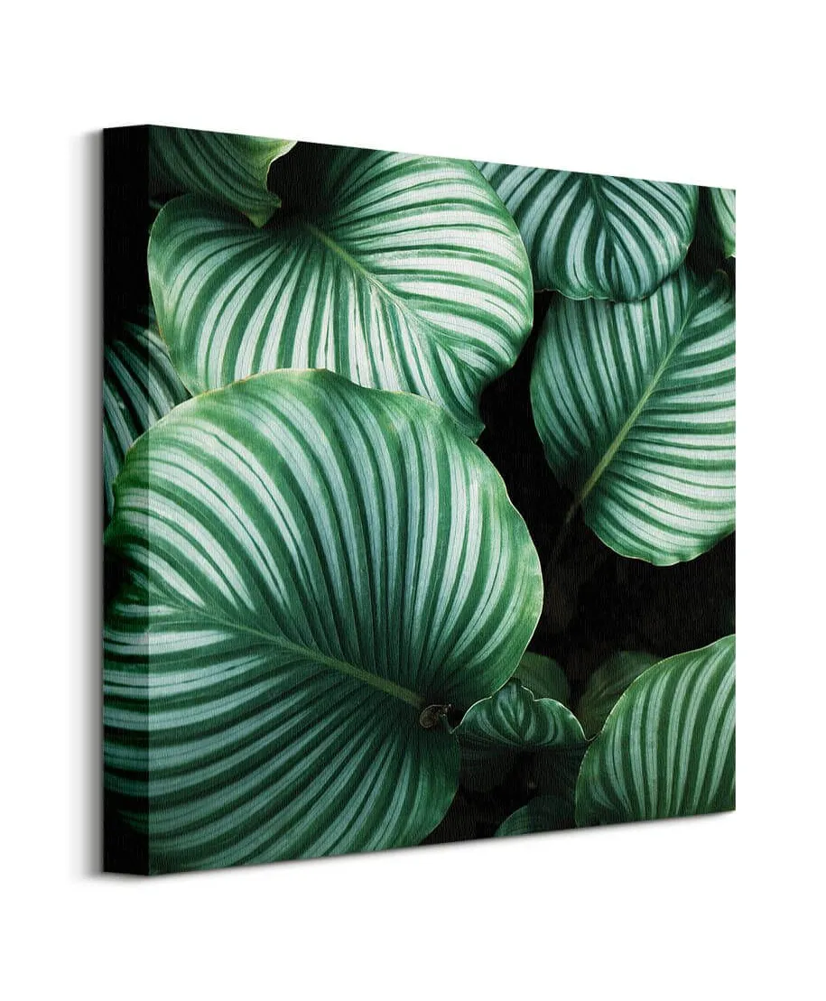 Liście Kalatea Okrągłolistna - obraz na płótnie
