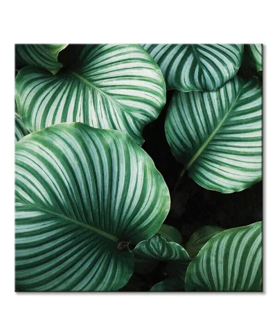 Liście Kalatea Okrągłolistna - obraz na płótnie