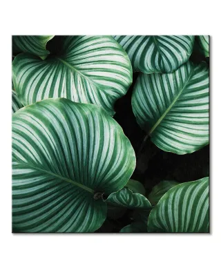 Liście Kalatea Okrągłolistna - obraz na płótnie