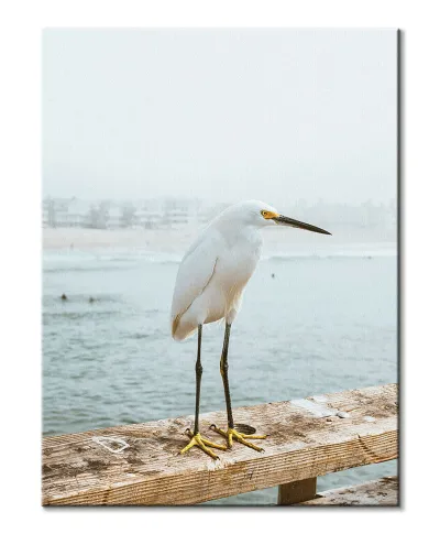 Czapla - obraz na płótnie