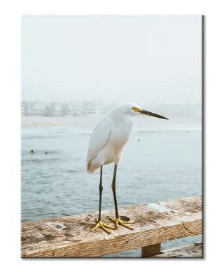 Czapla - obraz na płótnie