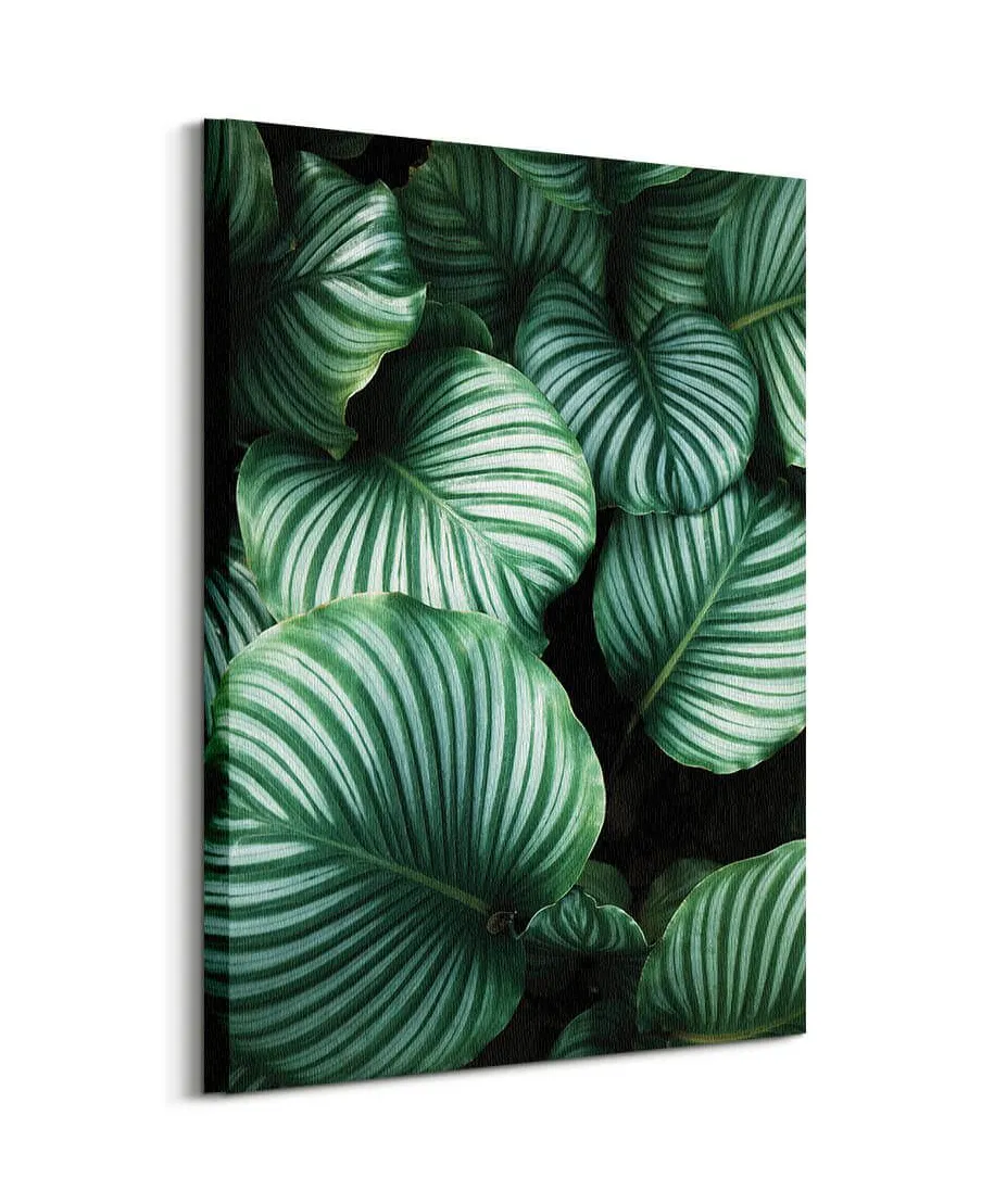Liście Kalatea Okrągłolistna - obraz na płótnie