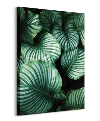 Liście Kalatea Okrągłolistna - obraz na płótnie
