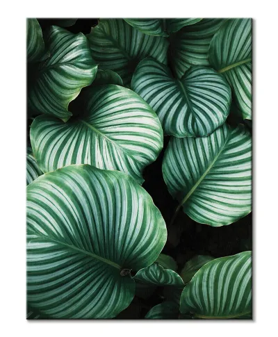 Liście Kalatea Okrągłolistna - obraz na płótnie