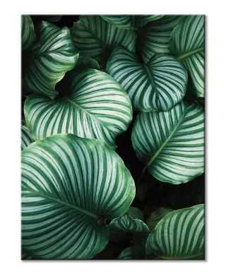 Liście Kalatea Okrągłolistna - obraz na płótnie