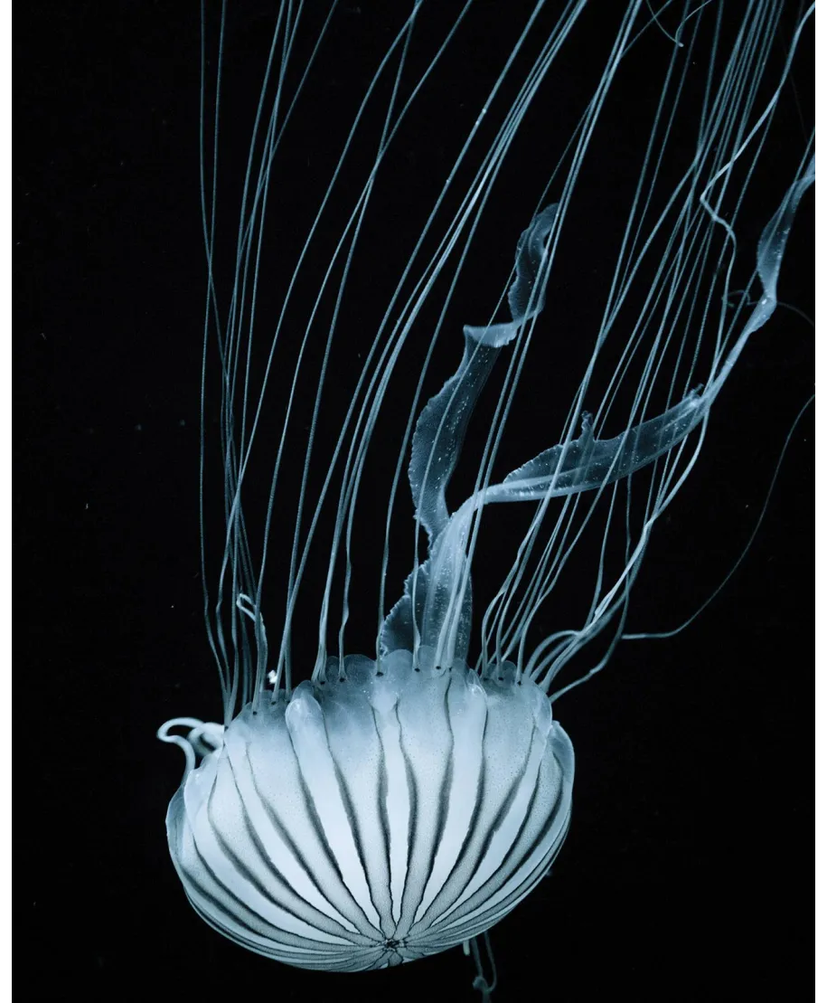 Meduza - plakat