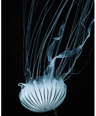 Meduza - plakat