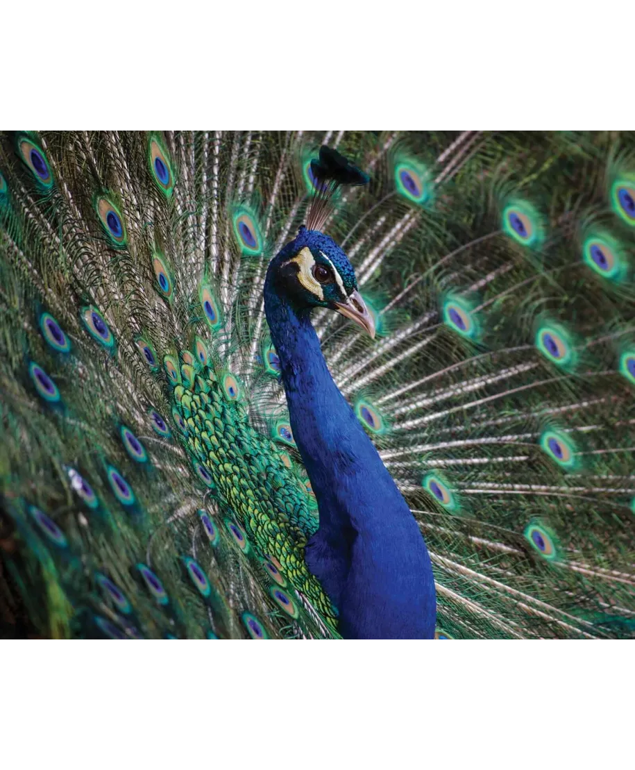 Majestatyczny Paw - plakat