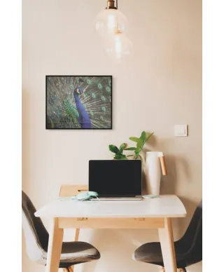 Majestatyczny Paw - plakat