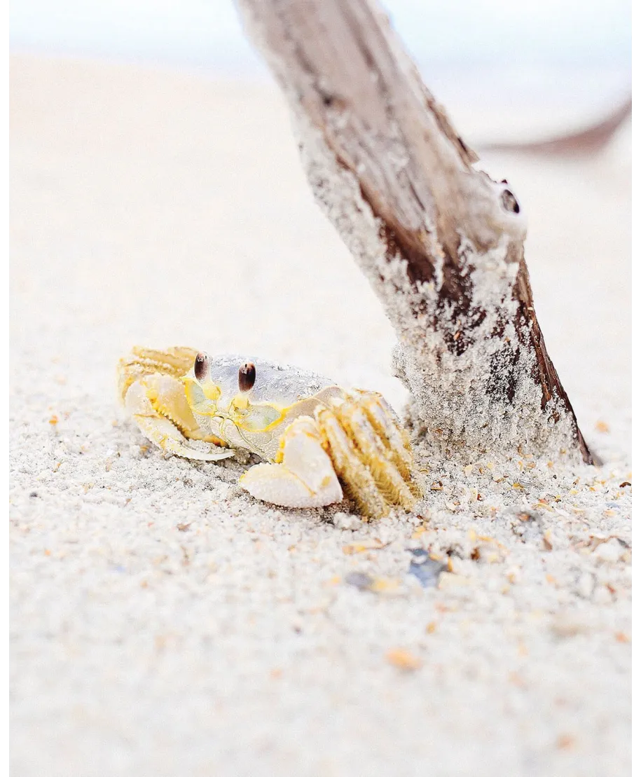 Mały krabik - plakat