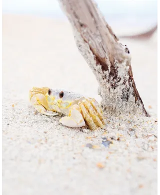 Mały krabik - plakat