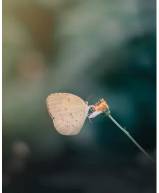 Motylek - plakat