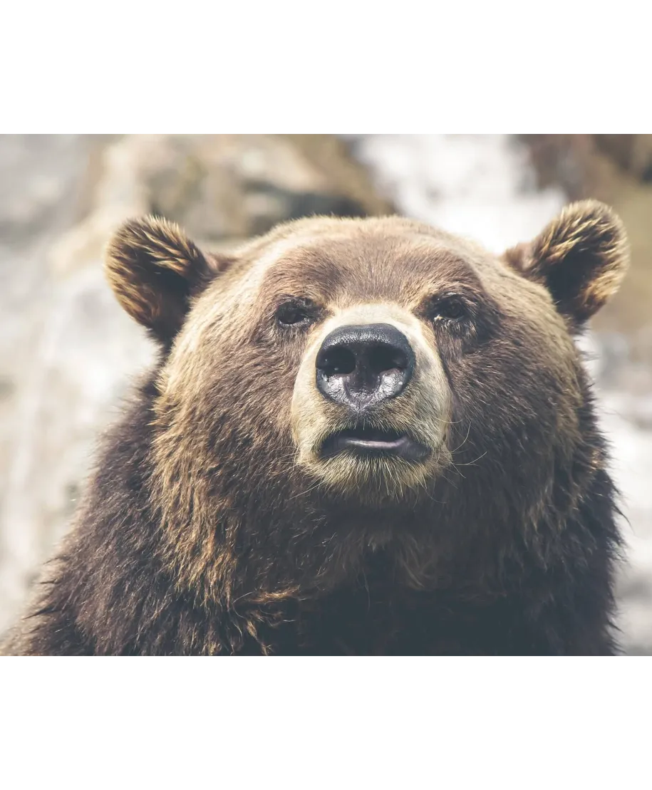 Niedźwiedź - plakat