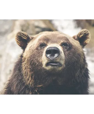 Niedźwiedź - plakat