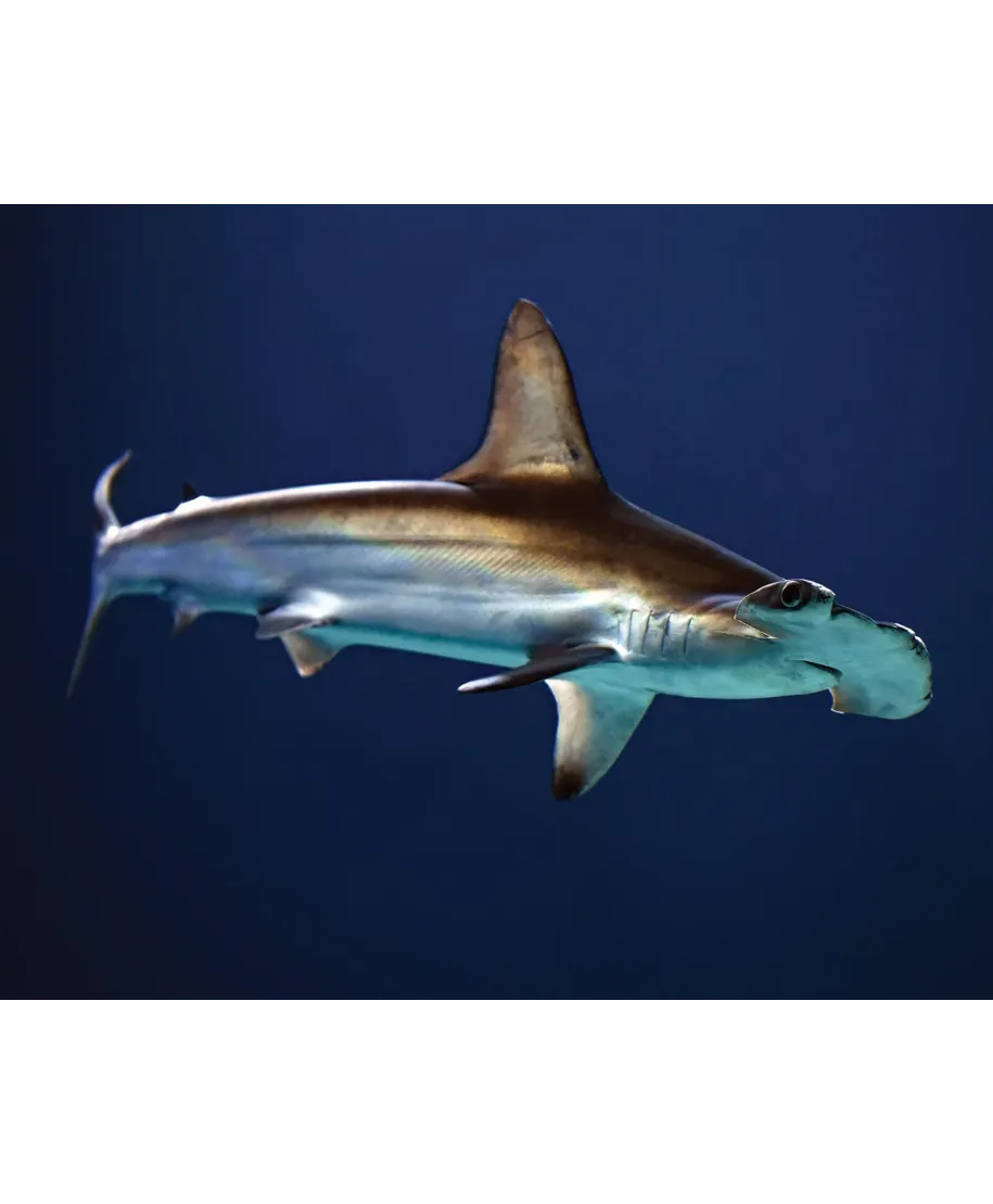 Głowomłot - plakat