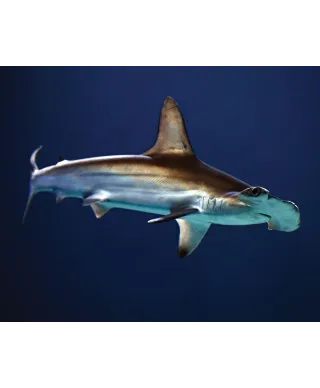 Głowomłot - plakat