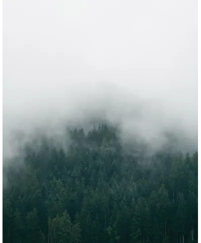 Drzewa we mgle - plakat