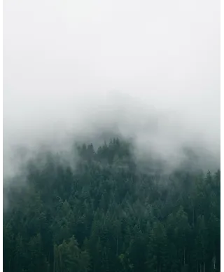 Drzewa we mgle - plakat