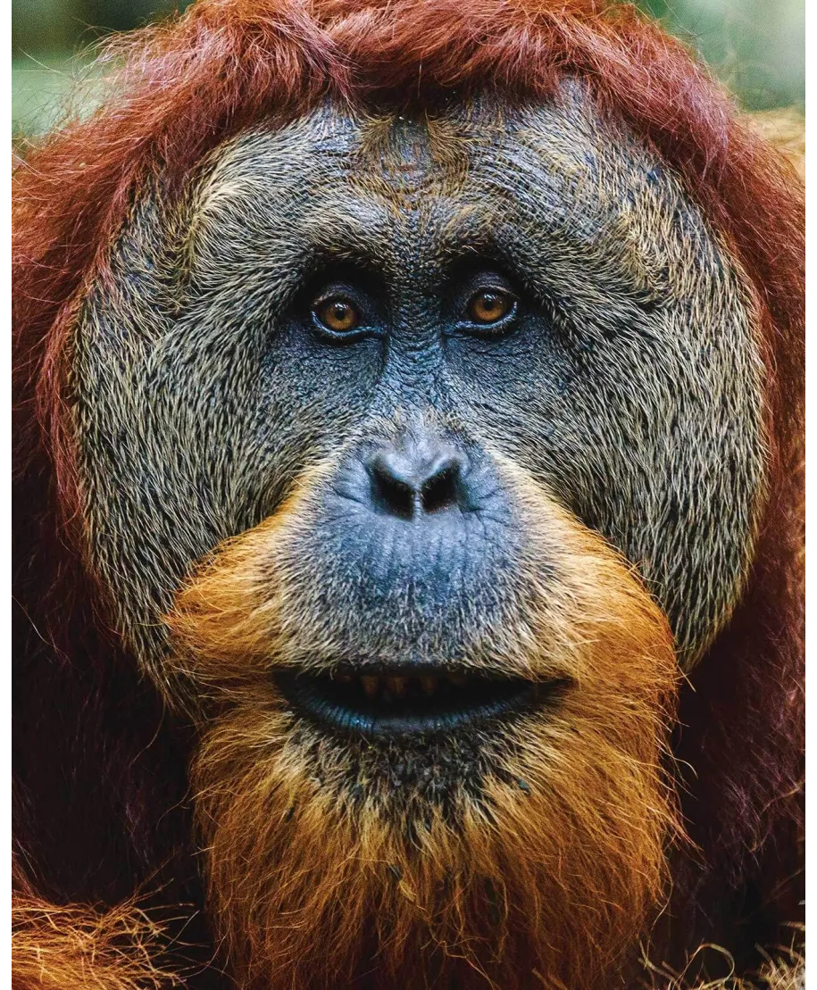Orangutan - plakat