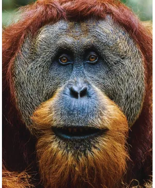 Orangutan - plakat