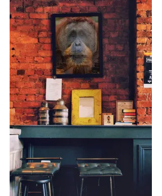 Orangutan - plakat