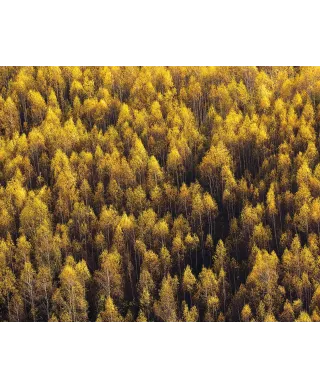 Jesienny las - plakat