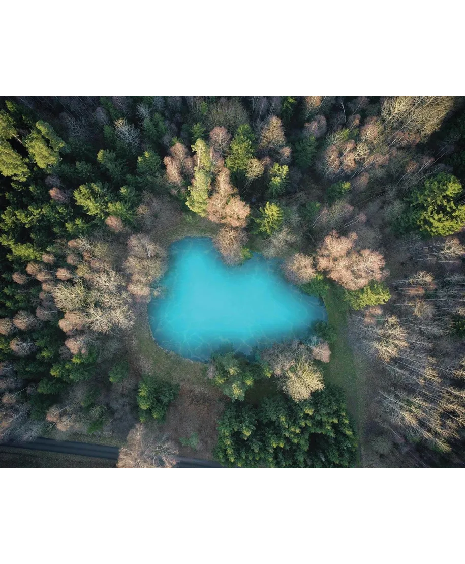 Leśne jezioro - plakat