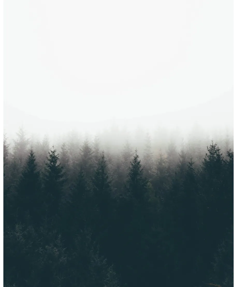 Mgła nad drzewami - plakat