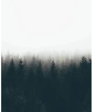 Mgła nad drzewami - plakat