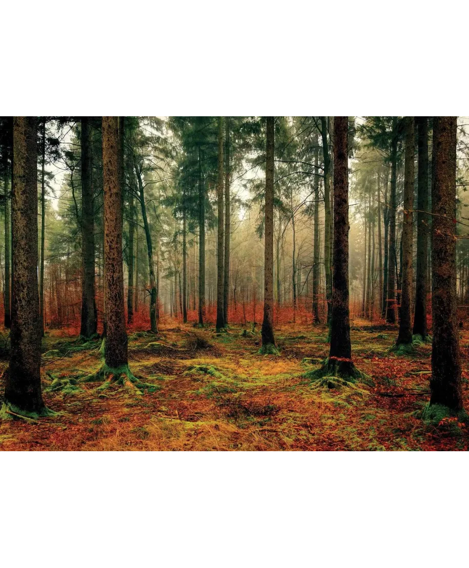 Zamglony Las - plakat