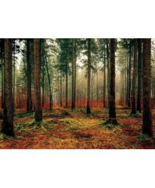 Zamglony Las - plakat