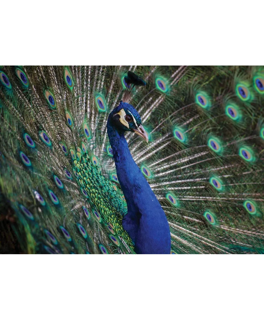 Majestatyczny Paw - plakat