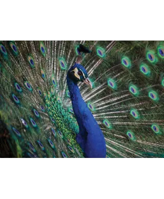 Majestatyczny Paw - plakat