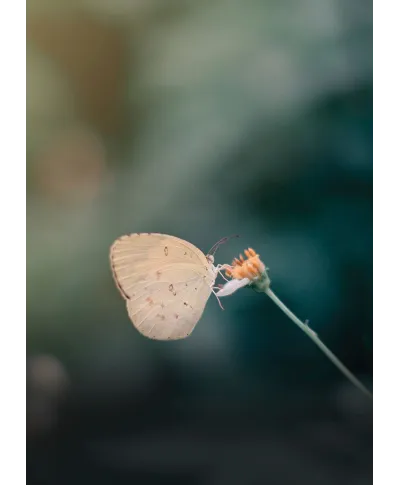 Motylek - plakat