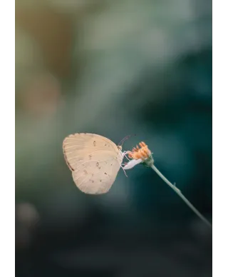 Motylek - plakat