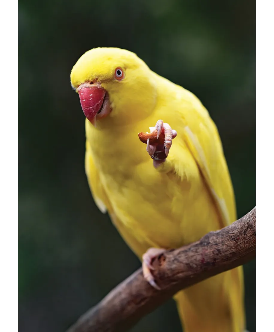 Żółta Papuga - plakat