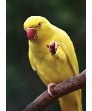 Żółta Papuga - plakat