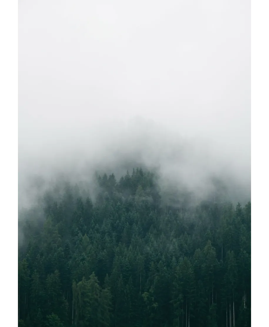 Drzewa we mgle - plakat