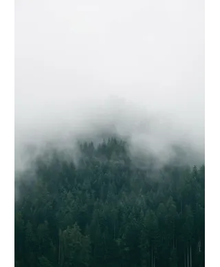 Drzewa we mgle - plakat