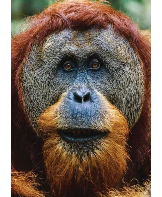Orangutan - plakat